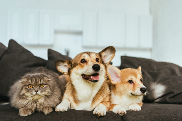 ¿Es legal prohibir la tenencia de mascotas en un piso de alquiler?